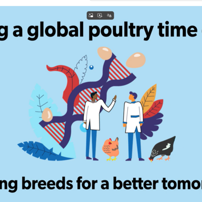 How we are building a poultry time capsule How we are building a poultry time capsule