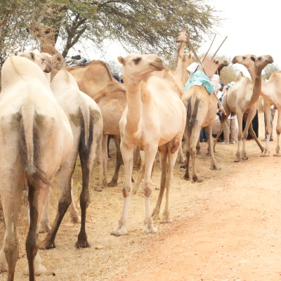 When camel cross borders, so can peace and prosperity When camel cross borders, so can peace and prosperity