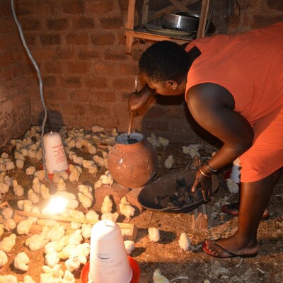 A poultry farmer in Wakiso attends to day-old chicks in a brooder (photo credit: ILRI/Pamela Wairagala).