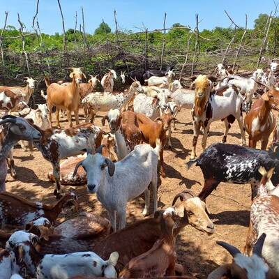 Goats in Mali
