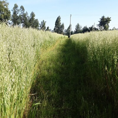 Worabe Research Center, Oat variety ( Photo credit: Rahel Abiy, ILRI,202