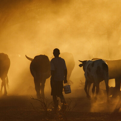 Mozambique cattle