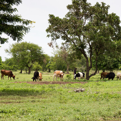 Kenyan highlands pasture (ILRI / Sonja Leitner)