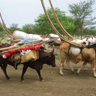 Fallata (Fulbe) pastoralist cattle on the move in southern Gadarif, Sudan. Photo by H.Sulieman/ILRI.