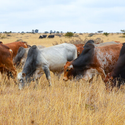 Livestock at the Kapiti ranch in Kenya (photo credit: ILRI/Paul Karaimu).