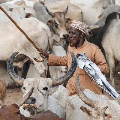 Herding cattle at the Garissa livestock market in Northeast Kenya