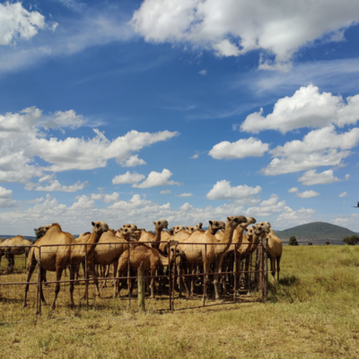 CircAgric drone measuring emissions from a herd of camels at Kapiti (Alouette van Hove, University of Oslo)