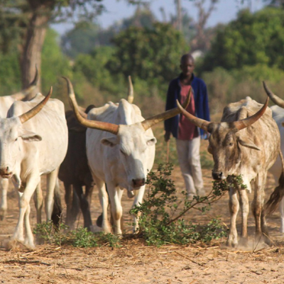 Cattle herded in Senegal (Photo credit: ILRI/Karen Marshall)