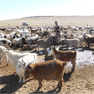 The growing Mongolia cashmere value chain has led to rangeland degradation. STELARR aims to harness some of the profits made from cashmere for rangeland restoration. Photo credit: Barbara Wieland
