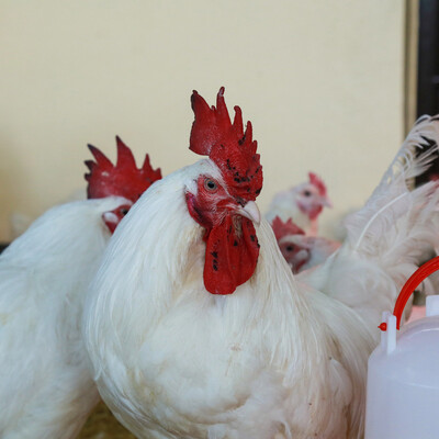 Empowering youth and boosting nutrition: ILRI’s street chicken business initiative in Ethiopia