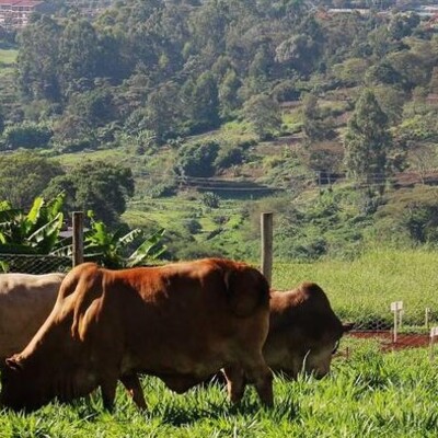 Cattle in Kenya 