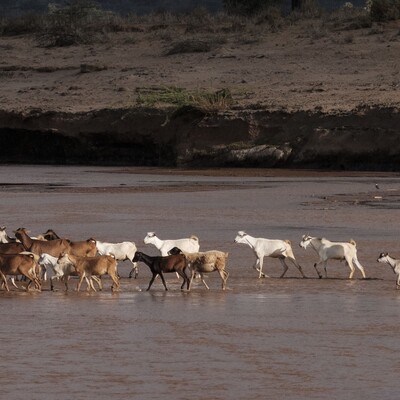 A pastoralist walks his herds through a river in Samburu, Kenya. Photo ILRI/Kabir Dhanji A pastoralist walks his herds through a river in Samburu, Kenya. Photo ILRI/Kabir Dhanji