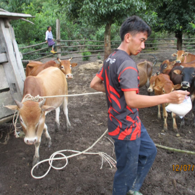 A cattle farmer in Son La Province A cattle farmer in Son La Province