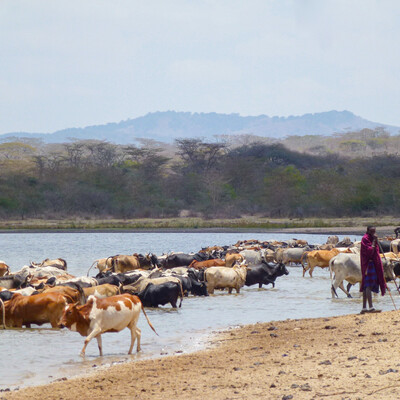 A Maasai pastoralist taking livestock to drink from the Olkitikiti Dam, Kiteto, Tanzania. ILRI/Fiona Flintan A Maasai pastoralist taking livestock to drink from the Olkitikiti Dam, Kiteto, Tanzania.