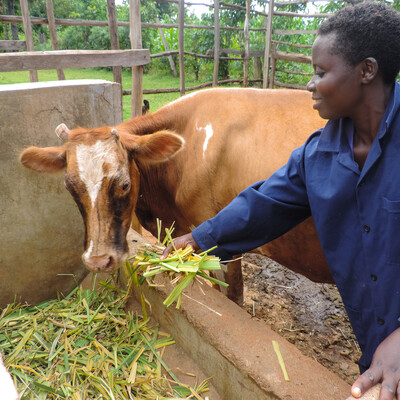 Livestock in LMICs are more likely to be fed lower quality crop materials, like crop residues, or allowed to graze on wild grasses and forages. ILRI/Muthoni Njiru African woman farmer feeds cattle chopped fodder