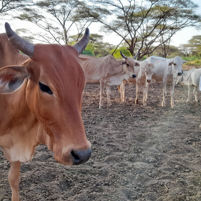Cows inside an enclosure waiting for blood samples to be taken in Isiolo County, Kenya.This is part of a cross-sectional study to determine the prevalence of brucellosis, Q fever and Rift Valley fever in the county (photo credit: ILRI/Geoffrey Njenga). Cow and researcher standing outside in Kenya