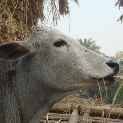 veterinary extension