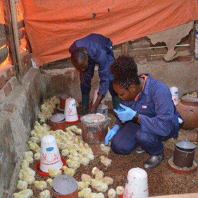 Sample collection in chicken farms in Uganda Sample collection in chicken farms in Uganda
