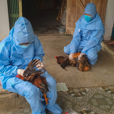 Blood sample collection from livestock (photo credit: ILRI/ Dinh Ngoc). Blood sample collection from livestock (photo credit: ILRI/ Dinh Ngoc).