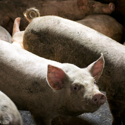 Smallholder pigs in northern-Vietnam (photo credit: ILRI/Andrew Nguyen). Smallholder pigs in northern-Vietnam (photo credit: ILRI/Andrew Nguyen).