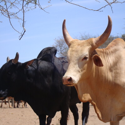 Cattle at a livestock market in Ukambani, Kenya Cattle at a livestock market in Ukambani, Kenya