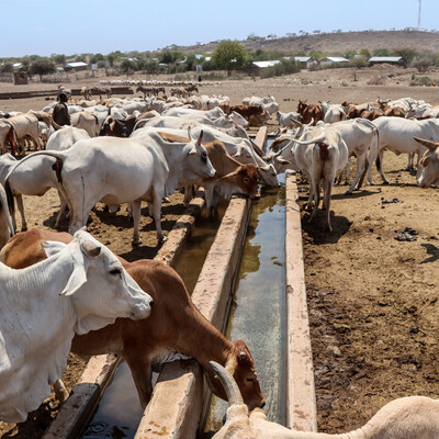 Cattle quench their thirst at a watering point in Isiolo County, Kenya. Photo credit ILRI / Geoffrey Njenga Cattle quench their thirst at a watering point in Isiolo County, Kenya. Photo credit ILRI
