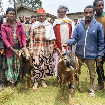 Community-based breeders in Bonga. Photo credit ILRI Brook Makonnen Community-based breeders in Bonga. Photo credit ILRI Brook Makonnen