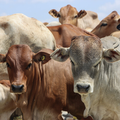 Resilient herds, resilient futures Borana calves at ILRI's Kapiti Research Station & Wildlife Conservancy