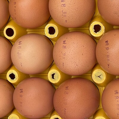 Eggs produced at the ILRI poultry facility Eggs produced at the ILRI poultry facility