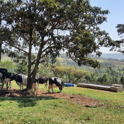 A dairy farm in the Kenyan highlands (ILRI/Birgit Habermann)