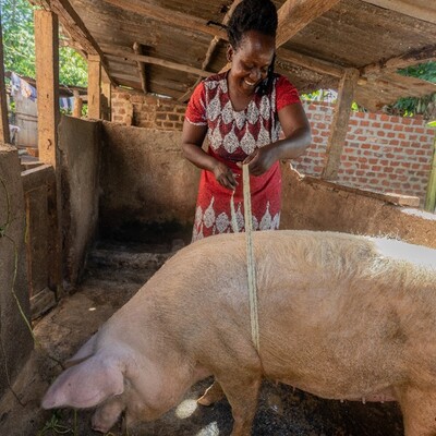 Using the pig weigh band