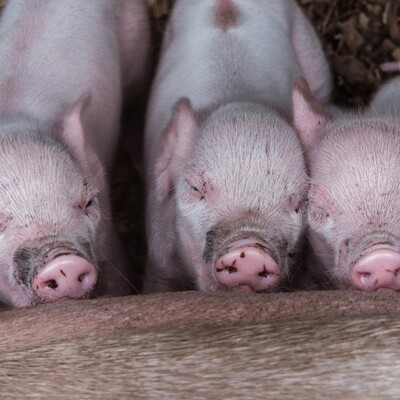 Piglets at a farm in Uganda (photo credit / ILRI- Pamela N. Wairagala) Piglets at a farm in Uganda (photo credit / ILRI- Pamela N. Wairagala)