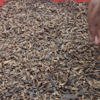 Black soldier fly larvae can be used as a protein ingredient in livestock feed (photo credit: ILRI/ Pamela N. Wairagala) Black soldier fly larvea