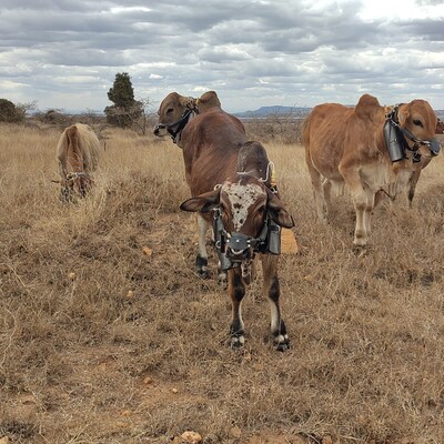 Cattle wearing breath-collecting harness Cattle wearing breath-collecting harness