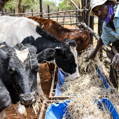 dairy cattle feeding Dairy cattle feeding