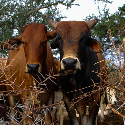 Livestock value chains - Field trip coenurosis disease, Yabello Ethiopia, 1 July 2016, (photo credit: ILRI/ Camille Hanotte). Cows