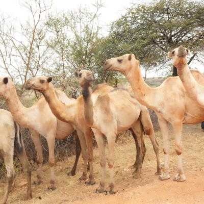 Camels in Ethiopia. Photo credit: Polycarp Otieno / ILRI Camels in Ethiopia