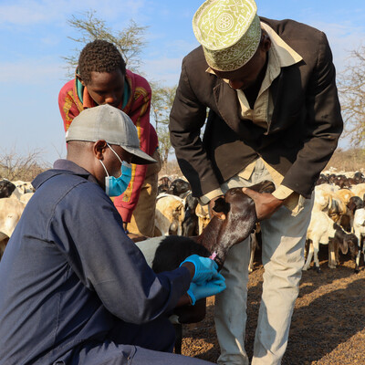 A veterinarian takes a blood sample from sheep in Isiolo County, Kenya, to determine the prevalence Rift Valley fever in the county (photo credit: ILRI/Geoffrey Njenga). A veterinarian takes a blood sample from sheep in Isiolo County, Kenya, to determine the prevalence Rift Valley fever in the county (photo credit: ILRI/Geoffrey Njenga).