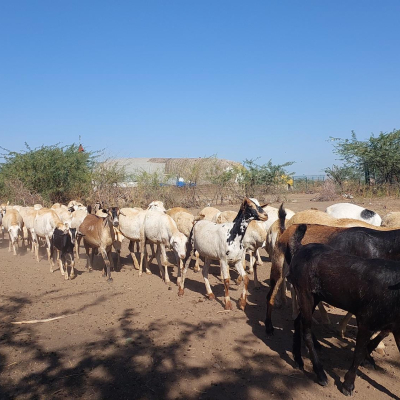 Animals lined up in the rangelands Animals lined up in the rangelands