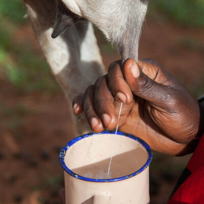 Close-up of goat teat, woman milking into a tin cup