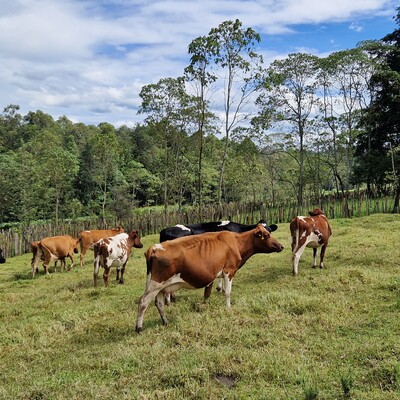 Pasture on smallholder farm in Bomet county Pasture on smallholder farm in Bomet county
