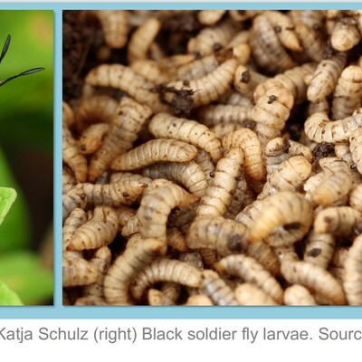 Platform for Alternative Feed Ingredients Evaluation (PAFIE) Platform for Alternative Feed Ingredients Evaluation (PAFIE)