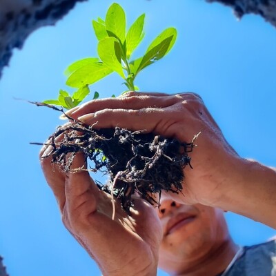 Scaling for Impact - AoW 3 Scaling for Impact - AoW 3