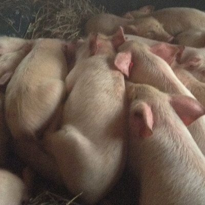 African swine fever virus African swine fever virus