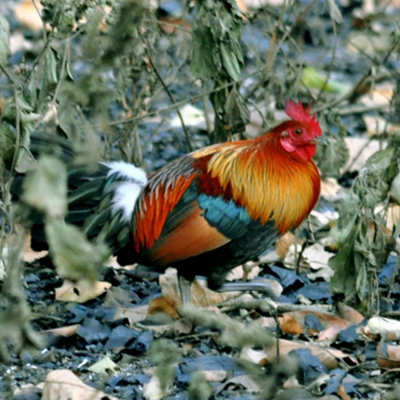 Pangenome analysis and identification of selection signatures for conservation of Red Jungle fowl Pangenome analysis and identification of selection signatures for conservation of Red Jungle fowl