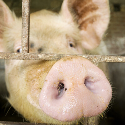 Analysis of African swine Analysis of African swine