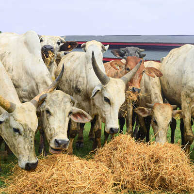 Nigeria Livestock Master Plan (N-LMP) Nigeria Livestock Master Plan (N-LMP)