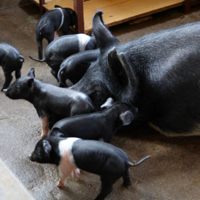 Development of vaccines for prioritized exotic and emerging animal diseases Development of vaccines for prioritized exotic and emerging animal diseases