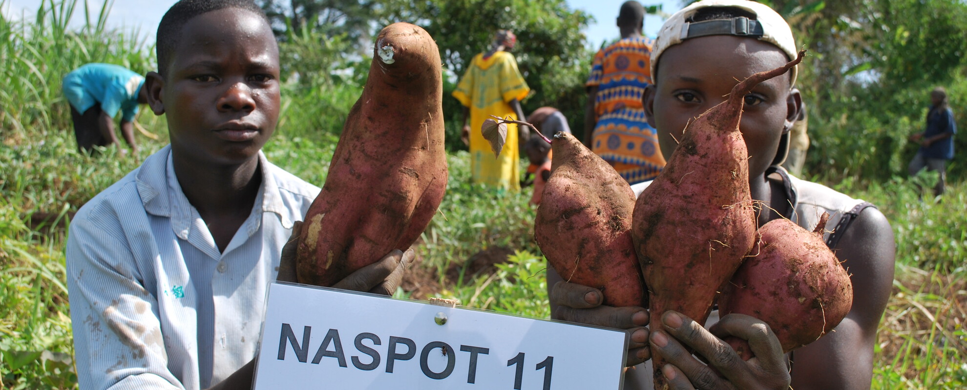 Project 2 partners from Makerere University conducting sweet potato variety selection at Hoima District, Uganda (photo credit: ILRI/Bio-Innovate).