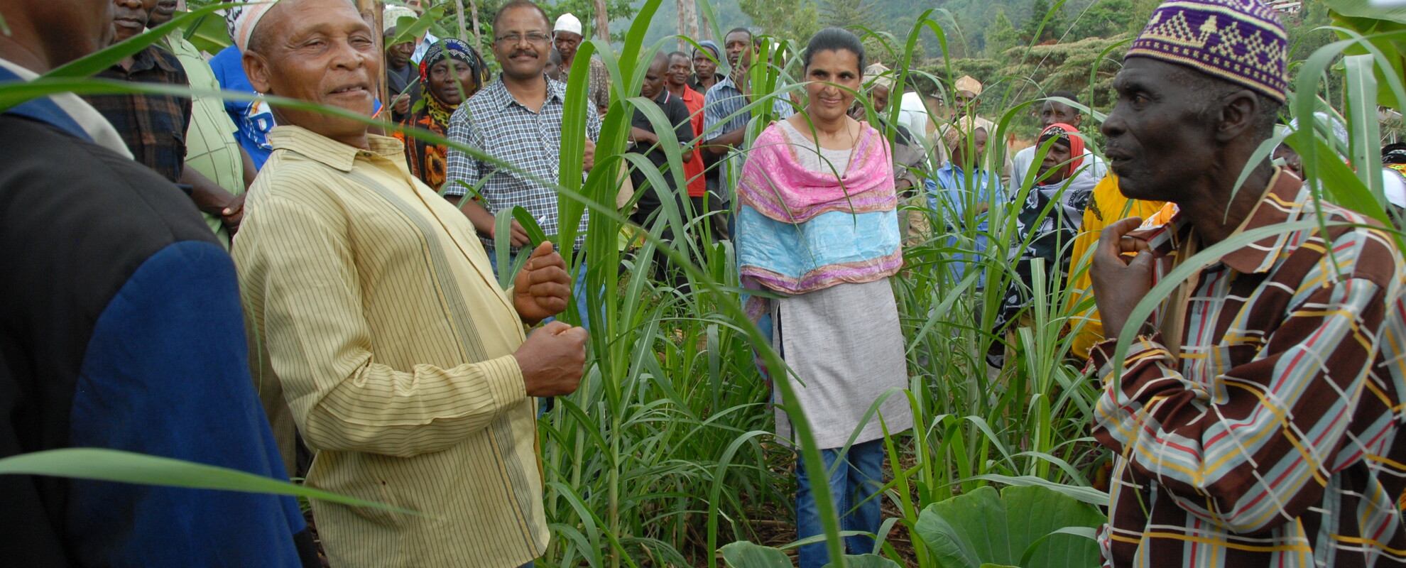 Discussing Napier grass in Ubiri village, Lushoto (Photo: ILRI\Niels Teufel).